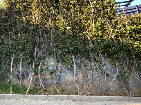 Grunge wall texture 写真素材