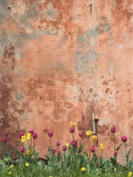 Grunge wall with tulips 스톡 일러스트