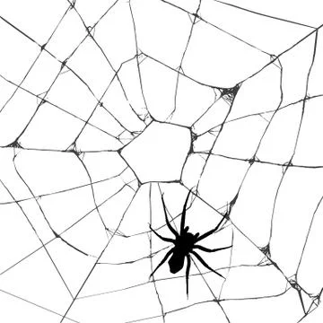 Grunge web spider 스톡 일러스트