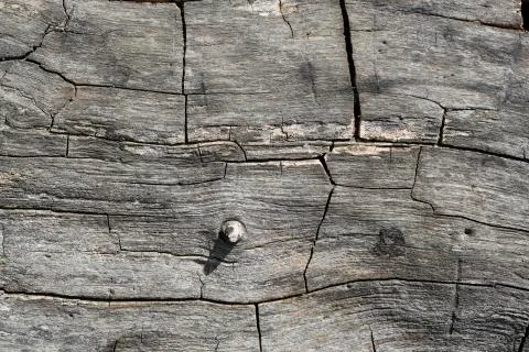 Grunge wood pattern texture 写真素材