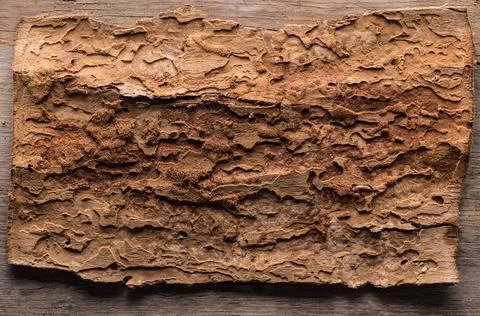 Grunge wood texture Stock Photos