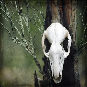 Grungy animal skull totem in woods Stock Photos