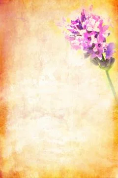Grungy background with lavender Stock Illustration