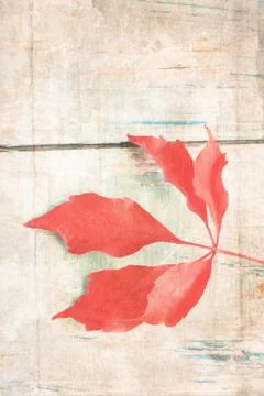 Grungy background with red leaf Stock Photos