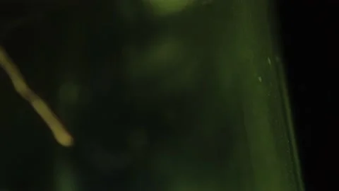 Grungy Bug Crawling Dark And Moody Green  Stock Footage 205539442