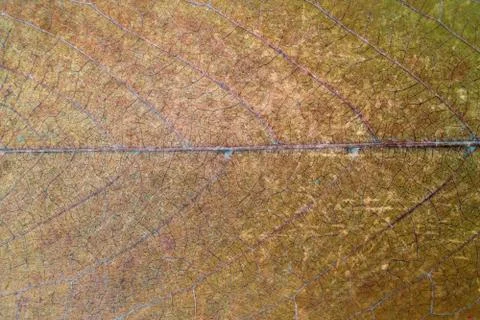 Grungy colorful cherry leaf surface 스톡 사진