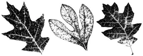 Grungy fall leaves Illustration