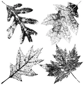 Grungy fall leaves Иллюстрация