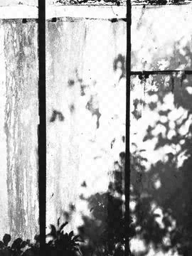 Grungy window pane shadow overlay with botanical silhouettes for rustic aes.. Stock Photos