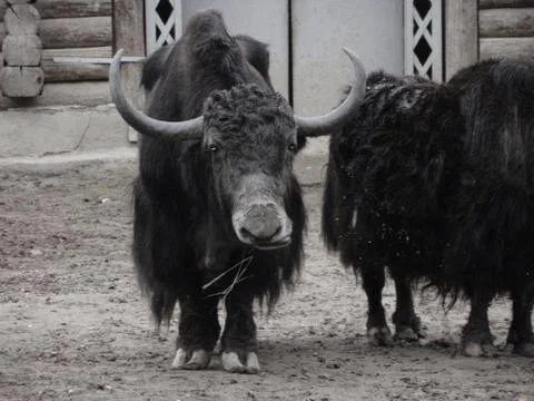 Grunting ox 库存照片