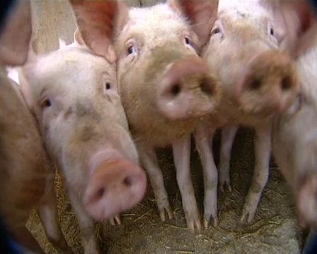 Grunting pigs Stock Footage 30316781