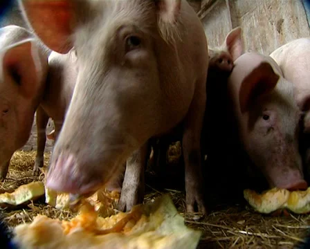 Grunting pigs Stock Footage 30316939