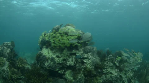 Grunts and snappers Stock Footage 35653491