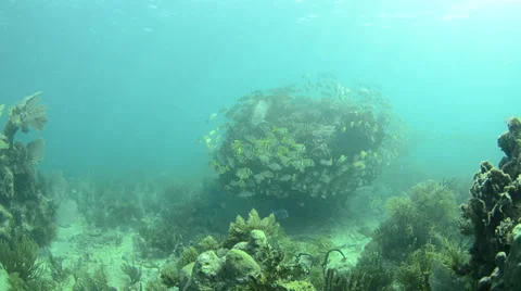 Grunts and snappers Stock Footage 35653629