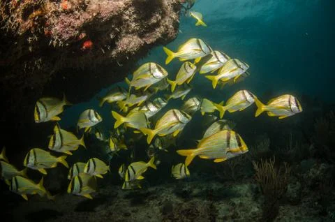 Grunts and snappers Stock Photos