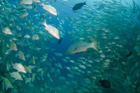 Grunts and snappers Stock Photos