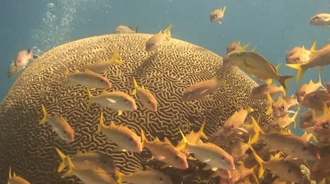 Grunts on brain coral Stock Footage 8618803