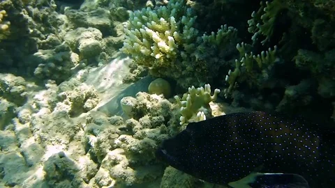 Grupper Vídeo Stock 75372334