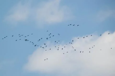 Grus grus Stock Photos