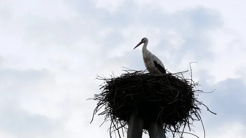Grus in a nest on a background of blue sky. Stock Footage 125807321