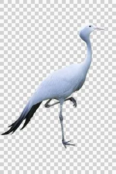A grus paradisea 库存插图