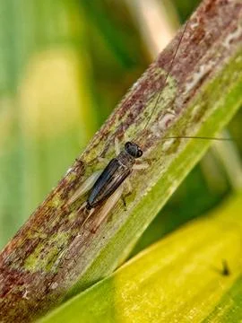 Gryllidae Stock Photos