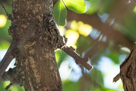 The gryllidae on the tree. Stock Photos