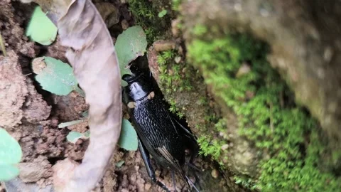 Gryllus bimaculatus. Vídeo Stock 334330858