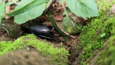 Gryllus bimaculatus. Vidéo 334330864