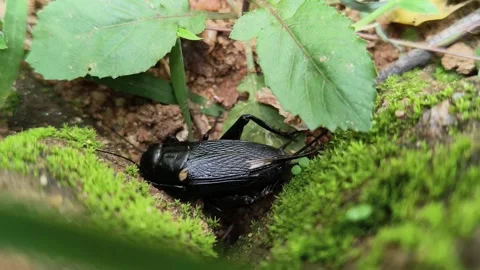 Gryllus bimaculatus. Vidéo 334330871