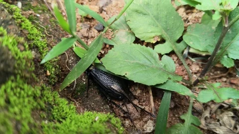 Gryllus bimaculatus. Vidéo 334330887