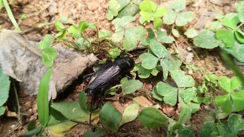 Gryllus bimaculatus. Vidéo 334330921