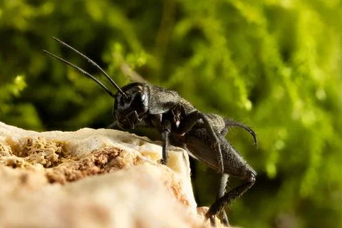 Gryllus bimaculatus Foto stock