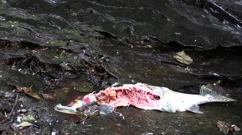 Grzzly bear kill Stock Footage 27771431