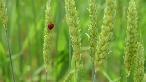 GSM 1800 Wheat During Windy Day Stock Footage 50158464