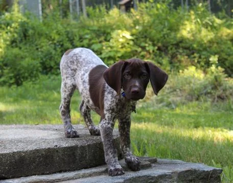 GSP German Shorthaired Pointer Stock Photos