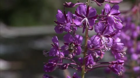 Gtnp bee Stock Footage 22642996