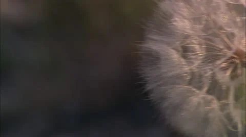 Gtnp dandelion Stock Footage 22643007