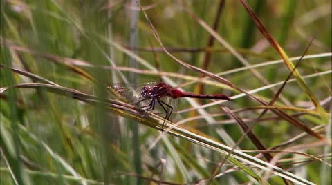 Gtnp drgnfly Stock Footage 22643020