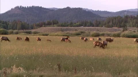 Gtnp elk. Stock Footage 22643029