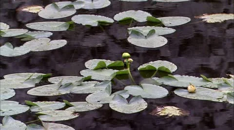 Gtnp lilypds Stock Footage 22643151