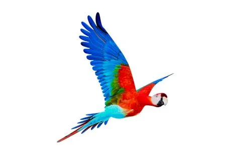 Guacamaya Stock Illustration