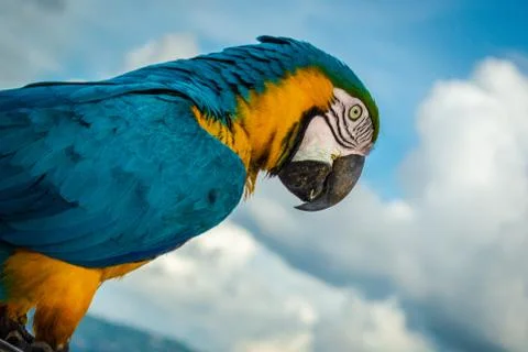 Guacamayas 2 库存照片