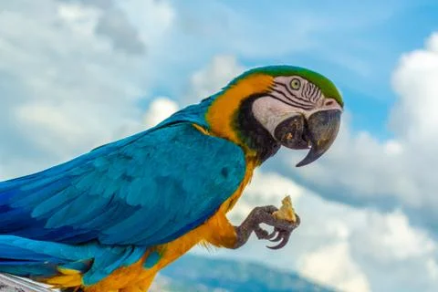 Guacamayas 4 库存照片
