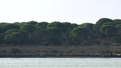 Guadalquivir river trees 動画素材 148579318