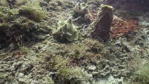 Guadeloupe Islands, Conch Shells along the reef in the Reserve Cousteau Stock Footage 275529263