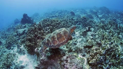 GUAM TURTLE 1 Stock Footage 277923898