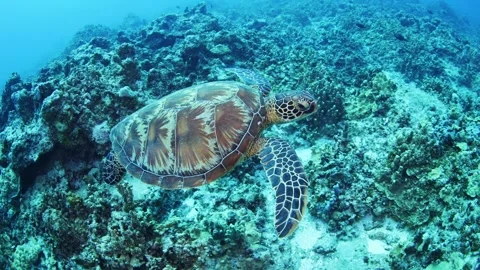 GUAM TURTLE 2 Stock Footage 277926624