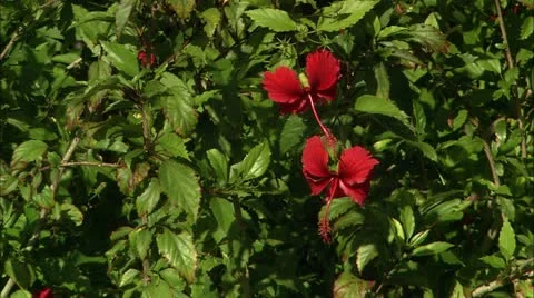 Guana flower3 Stock Footage 22644210