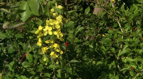 Guana flower4 Stock Footage 22644249